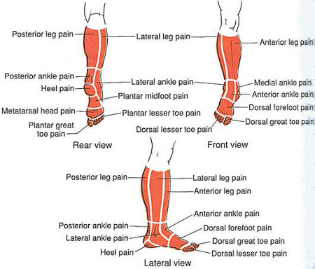 Trigger Point Chart Legs